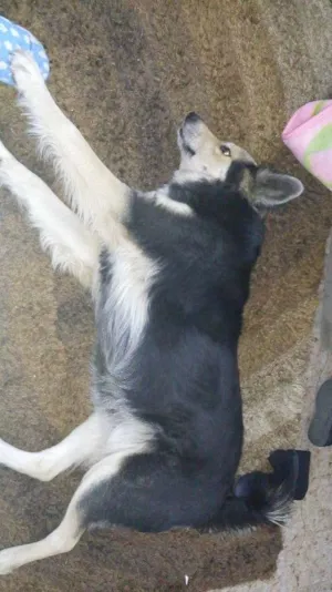 Cachorro raça  idade 2 anos nome Loba