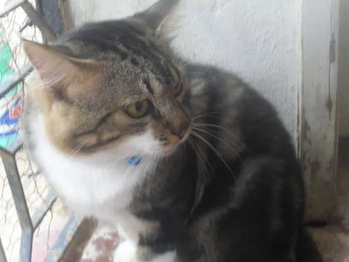 Gato ra a SRD idade 2 anos nome Tigrão 