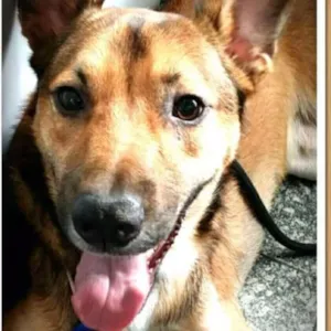 Cachorro raça SRD idade 3 anos nome Lion