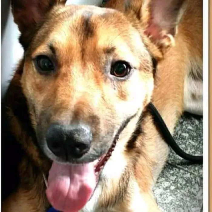 Cachorro ra a SRD idade 3 anos nome Lion