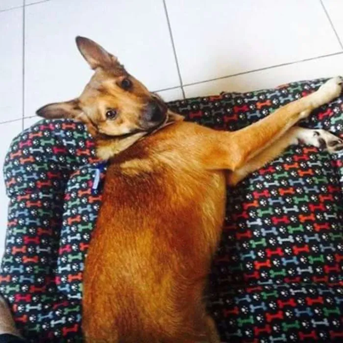 Cachorro ra a SRD idade 3 anos nome Lion