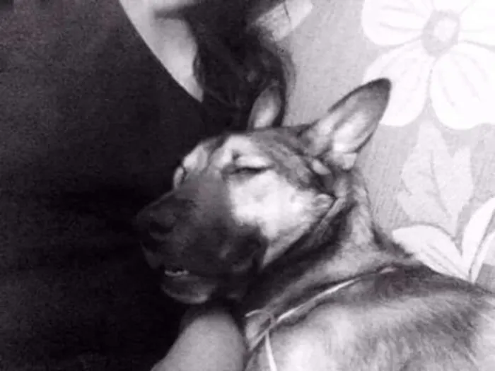Cachorro ra a SRD idade 3 anos nome Lion