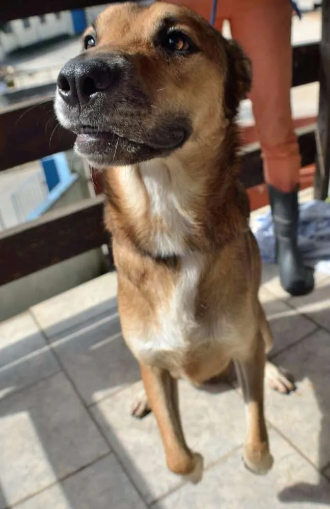 Cachorro ra a SRD idade 3 anos nome Lion