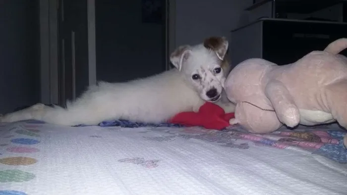 Cachorro ra a Não sabemos idade 2 a 6 meses nome Princesa