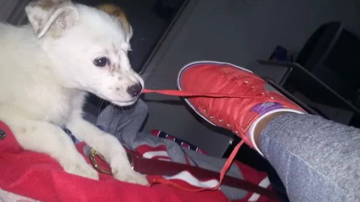 Cachorro ra a Não sabemos idade 2 a 6 meses nome Princesa