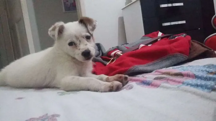 Cachorro ra a Não sabemos idade 2 a 6 meses nome Princesa