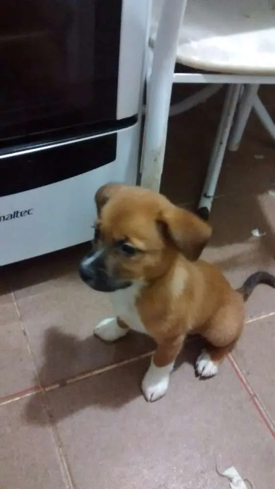Cachorro ra a SRD idade 2 a 6 meses nome Freddy