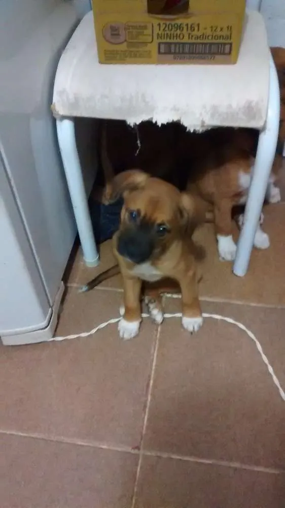 Cachorro ra a SRD idade 2 a 6 meses nome Aya