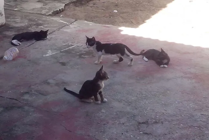 Gato raça Misturado idade 2 a 6 meses nome Alfa