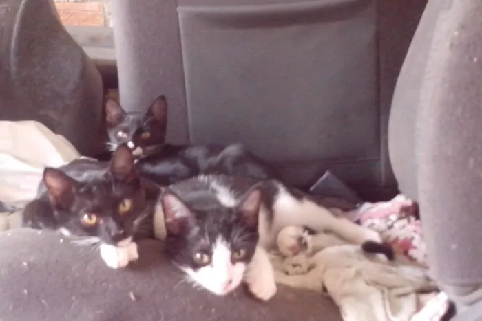 Gato raça Misturado idade 2 a 6 meses nome Alfa