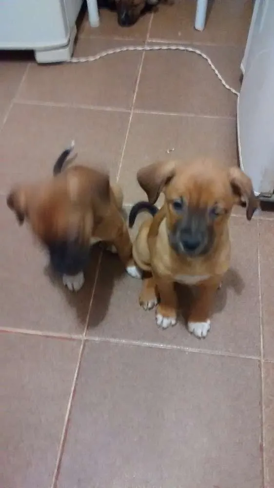 Cachorro ra a SRD idade 2 a 6 meses nome Sakura