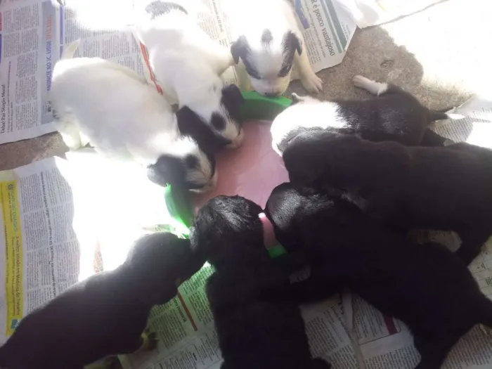 Cachorro ra a  idade Abaixo de 2 meses nome Filhotes