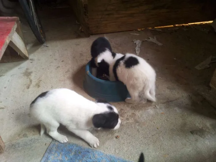 Cachorro ra a  idade Abaixo de 2 meses nome Filhotes