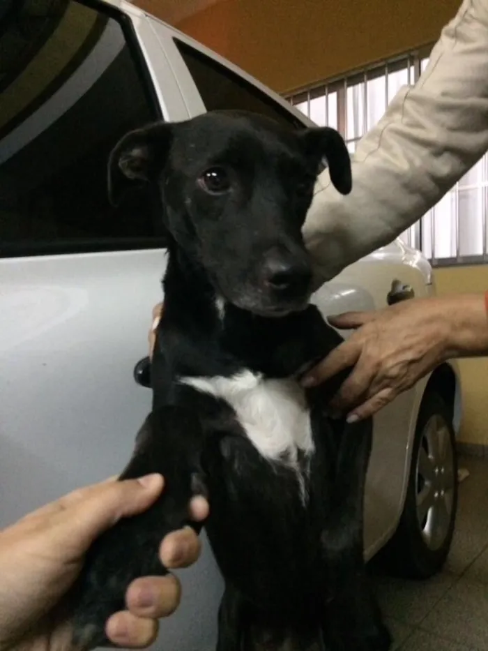Cachorro ra a Vira-lata idade 3 anos nome Não sei