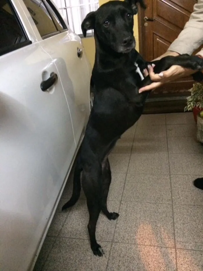 Cachorro ra a Vira-lata idade 3 anos nome Não sei