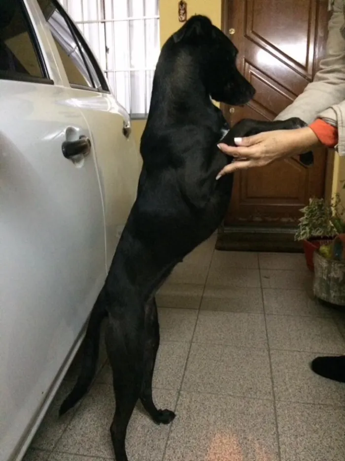 Cachorro ra a Vira-lata idade 3 anos nome Não sei