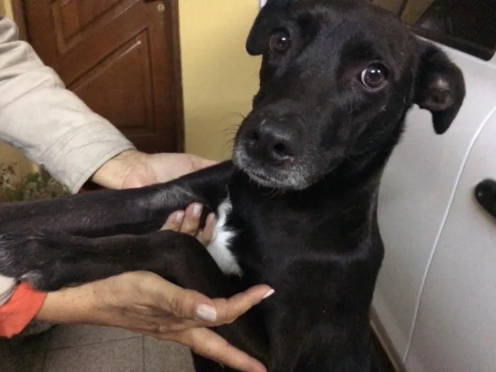 Cachorro ra a Vira-lata idade 3 anos nome Não sei