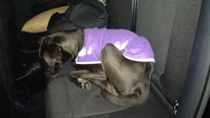 Cachorro ra a Vira-lata idade 3 anos nome Não sei