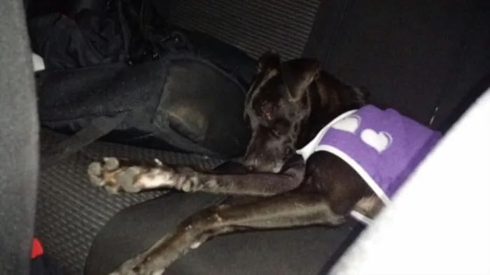 Cachorro ra a Vira-lata idade 3 anos nome Não sei