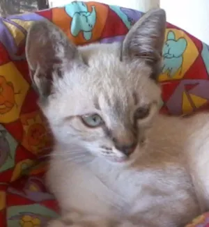 Gato raça SRD idade 3 anos nome Saminho