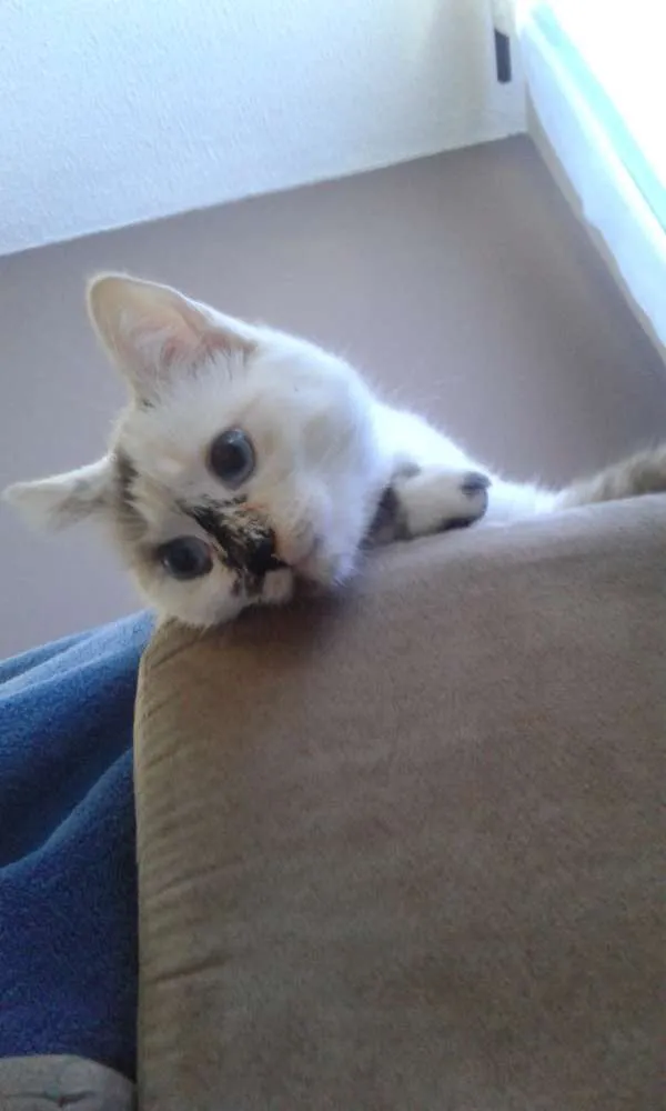 Gato ra a SRD idade 1 ano nome Nina