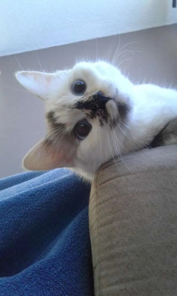 Gato ra a SRD idade 1 ano nome Nina