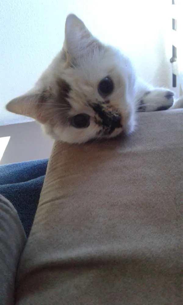 Gato ra a SRD idade 1 ano nome Nina