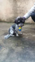 Polvilho