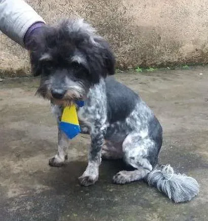 Cachorro ra a Mistura com Lhasa Apso idade 1 ano nome Polvilho