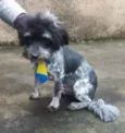 Polvilho