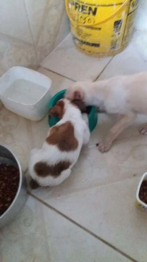 Cachorro ra a SRD idade Abaixo de 2 meses nome dexter