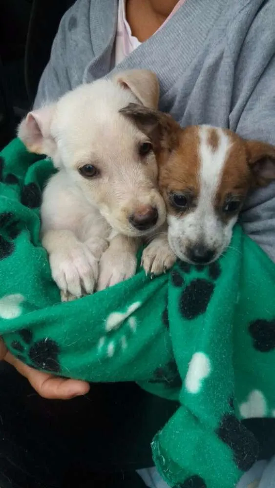 Cachorro ra a SRD idade Abaixo de 2 meses nome dexter