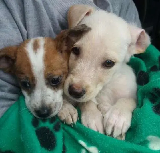 Cachorro ra a SRD idade Abaixo de 2 meses nome dexter
