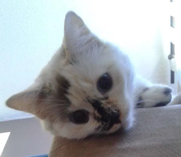 Gato ra a SRD idade 1 ano nome Nina