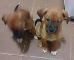 Cachorro raça SRD idade 2 a 6 meses nome Sakura