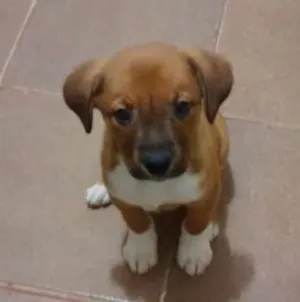 Cachorro raça SRD idade 2 a 6 meses nome Luna