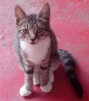 Gato raça Misturado idade 2 a 6 meses nome Alfa