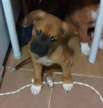 Cachorro ra a SRD idade 2 a 6 meses nome Aya