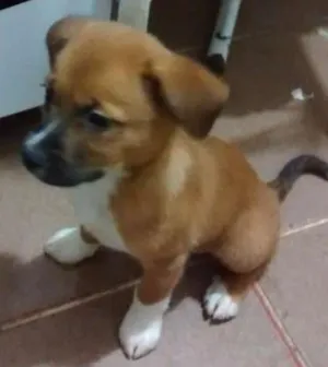 Cachorro raça SRD idade 2 a 6 meses nome Freddy