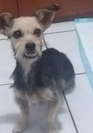 Cachorro raça SRD idade 4 anos nome Liane