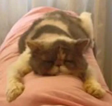 Gato ra a persa idade 3 anos nome Beth