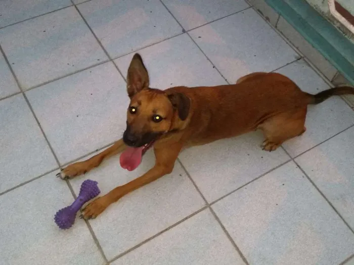 Cachorro ra a SRD mix de doberman com fila idade 1 ano nome Mel