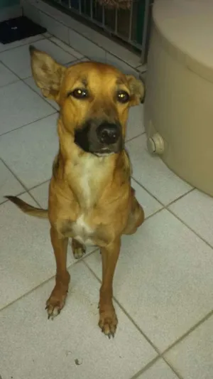 Cachorro raça SRD mix de doberman com fila idade 1 ano nome Mel