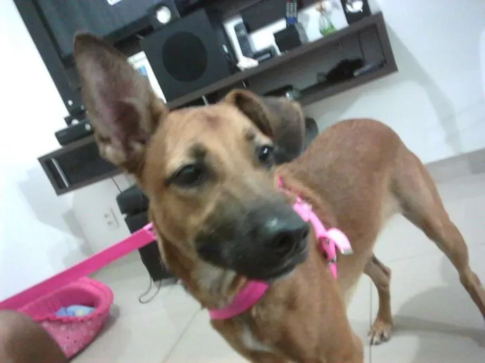Cachorro ra a SRD mix de doberman com fila idade 1 ano nome Mel