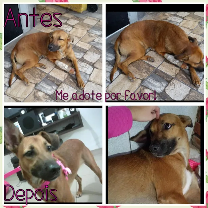 Cachorro ra a SRD mix de doberman com fila idade 1 ano nome Mel