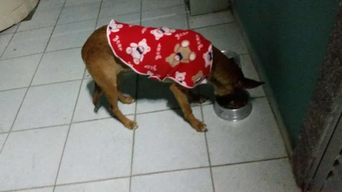Cachorro ra a SRD mix de doberman com fila idade 1 ano nome Mel