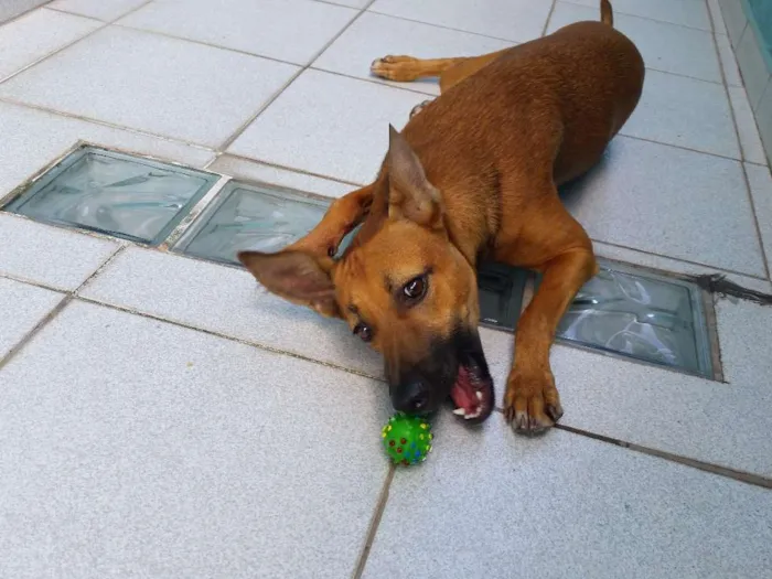 Cachorro ra a SRD mix de doberman com fila idade 1 ano nome Mel