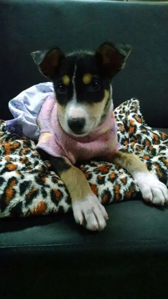 Cachorro ra a Mestiça com Border Collie idade 2 a 6 meses nome Glória