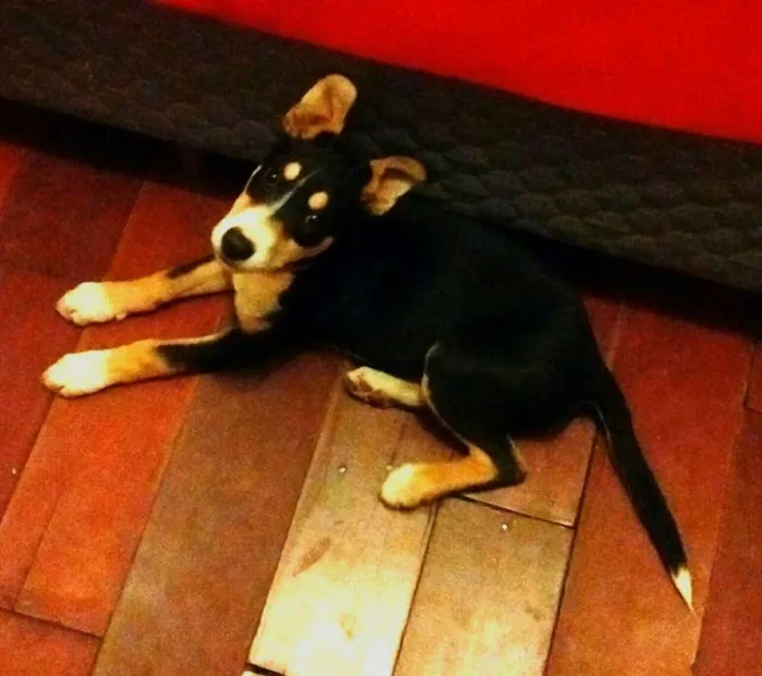 Cachorro ra a Mestiça com Border Collie idade 2 a 6 meses nome Glória