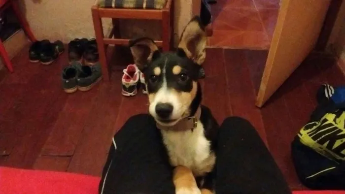 Cachorro ra a Mestiça com Border Collie idade 2 a 6 meses nome Glória
